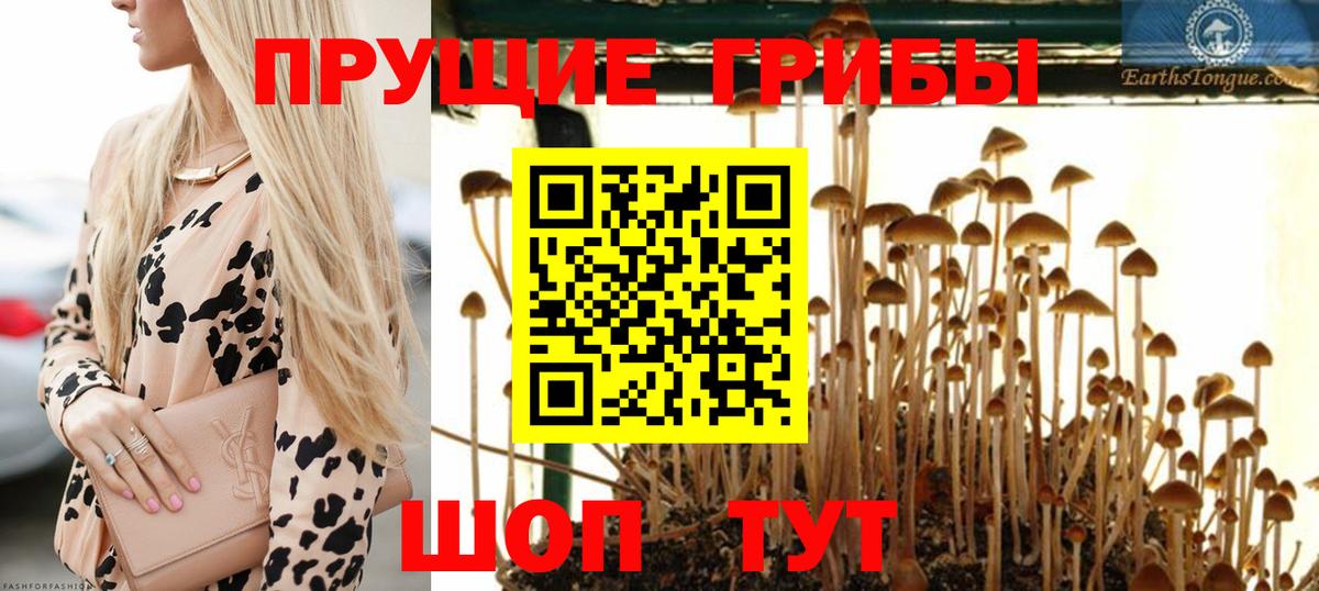 Ишимбай  Псилоцибиновые грибы Psilocybe  Вход с VPN 